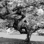 「おおきな木」の見事な曖昧さ その４